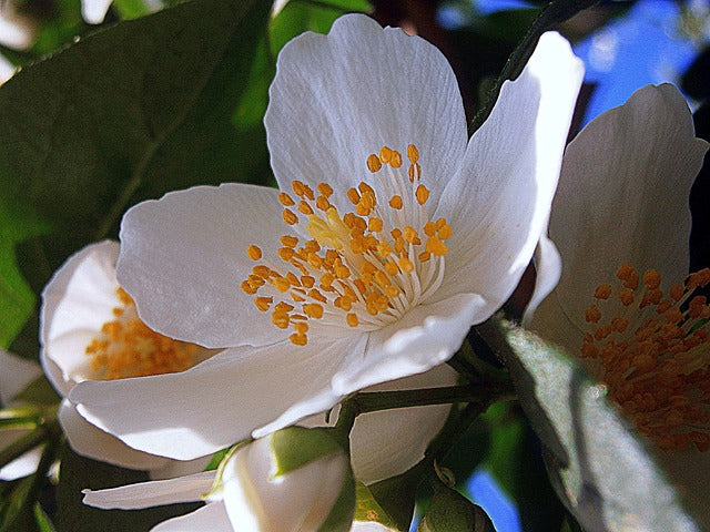Jasmin – der Duft Indiens – Hergestellt für Sie, in Indien