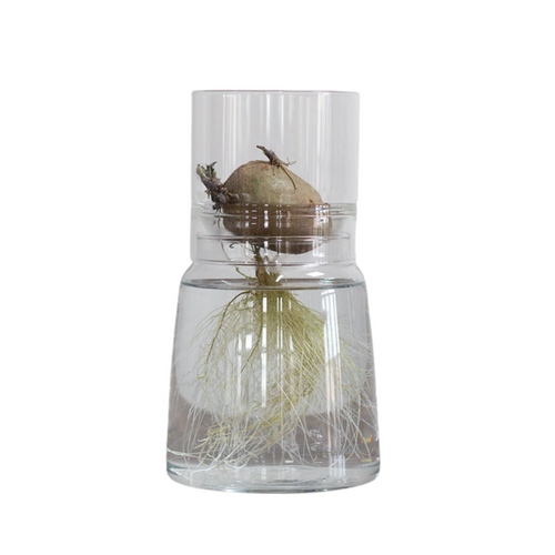 Small-Greens Anzuchtglas-Set 13 cm mit Hygro-Aufsatz