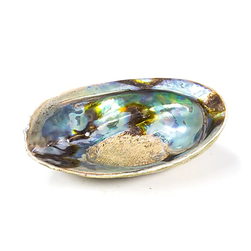 Regenbogen Abalone (Paua) – Haliotis Iris