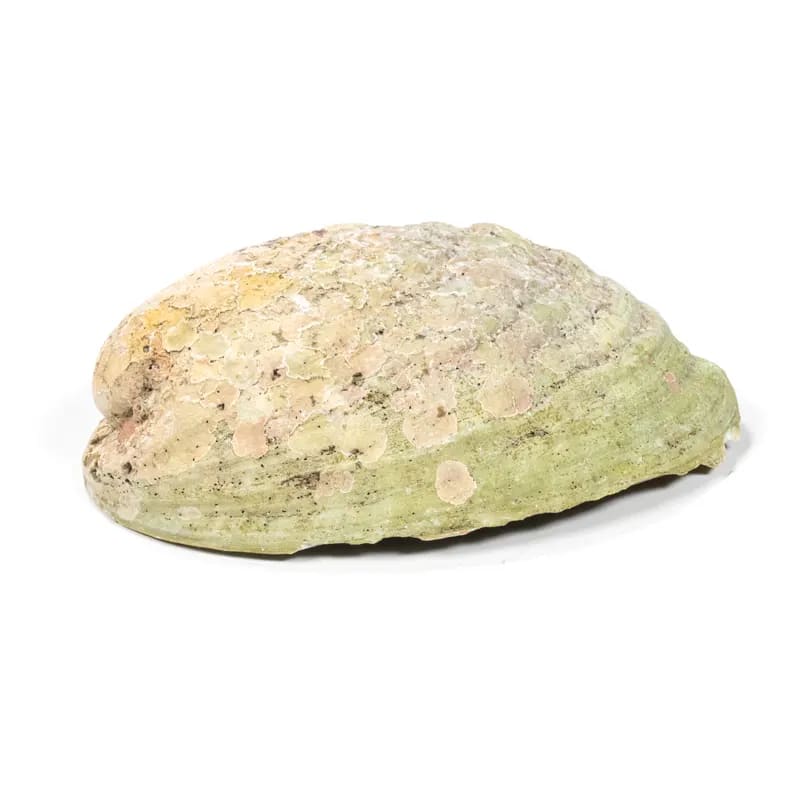 Regenbogen Abalone (Paua) – Haliotis Iris