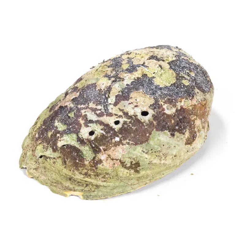 Regenbogen Abalone (Paua) – Haliotis Iris