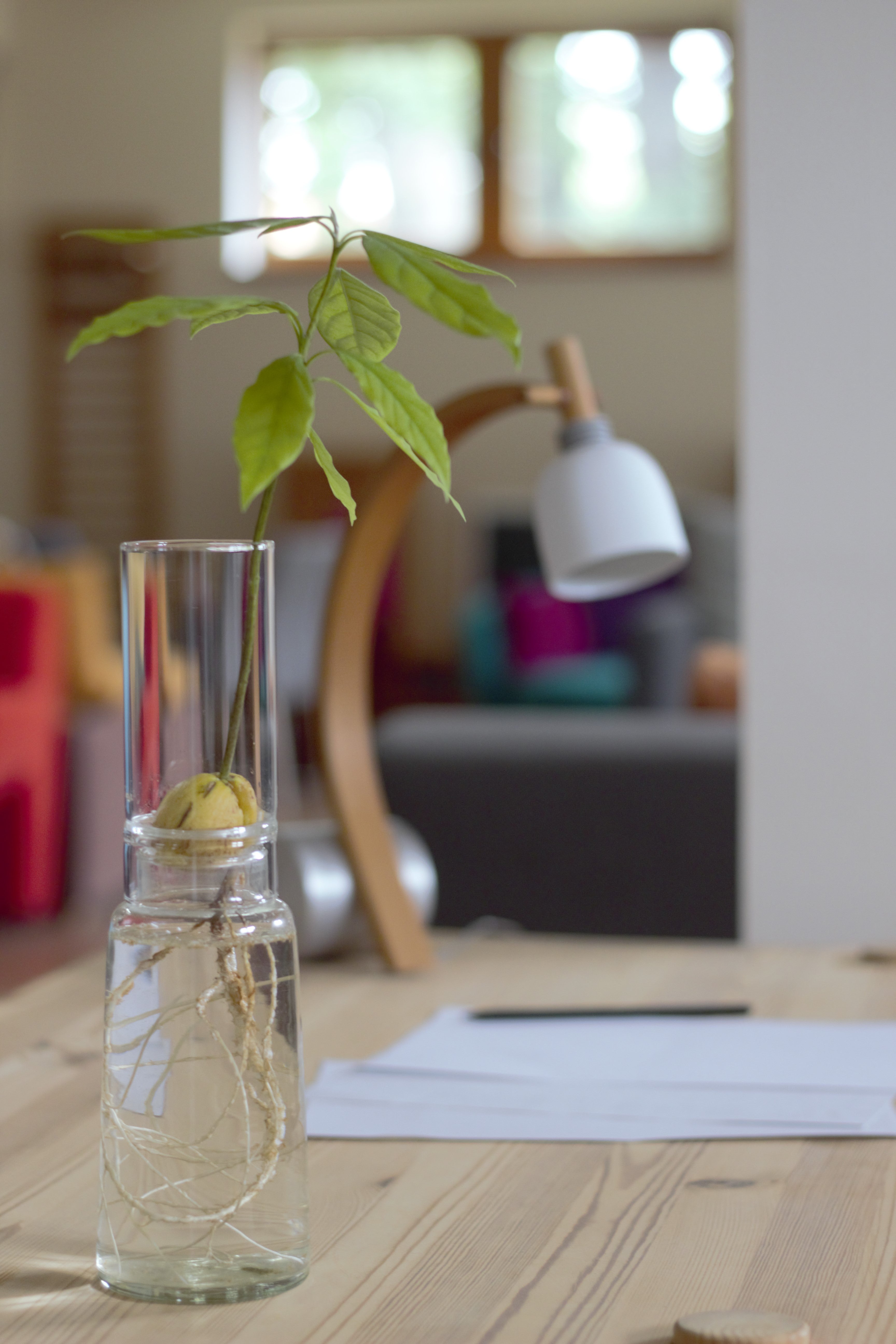 Anzuchtglas-Set 9 cm – Kompakte Lösung für kleine Zwiebeln und Keimlinge