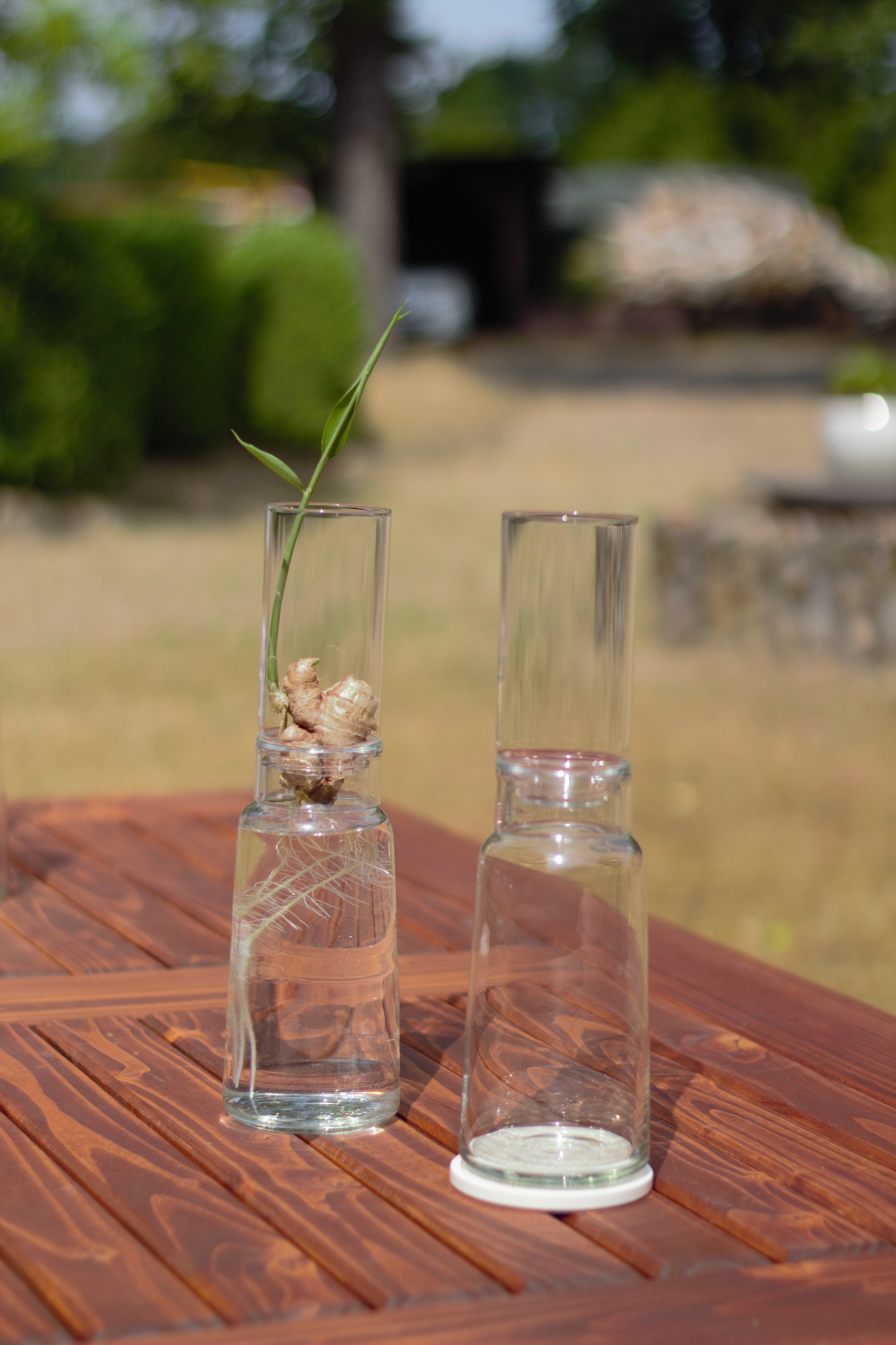 Anzuchtglas-Set 9 cm – Kompakte Lösung für kleine Zwiebeln und Keimlinge