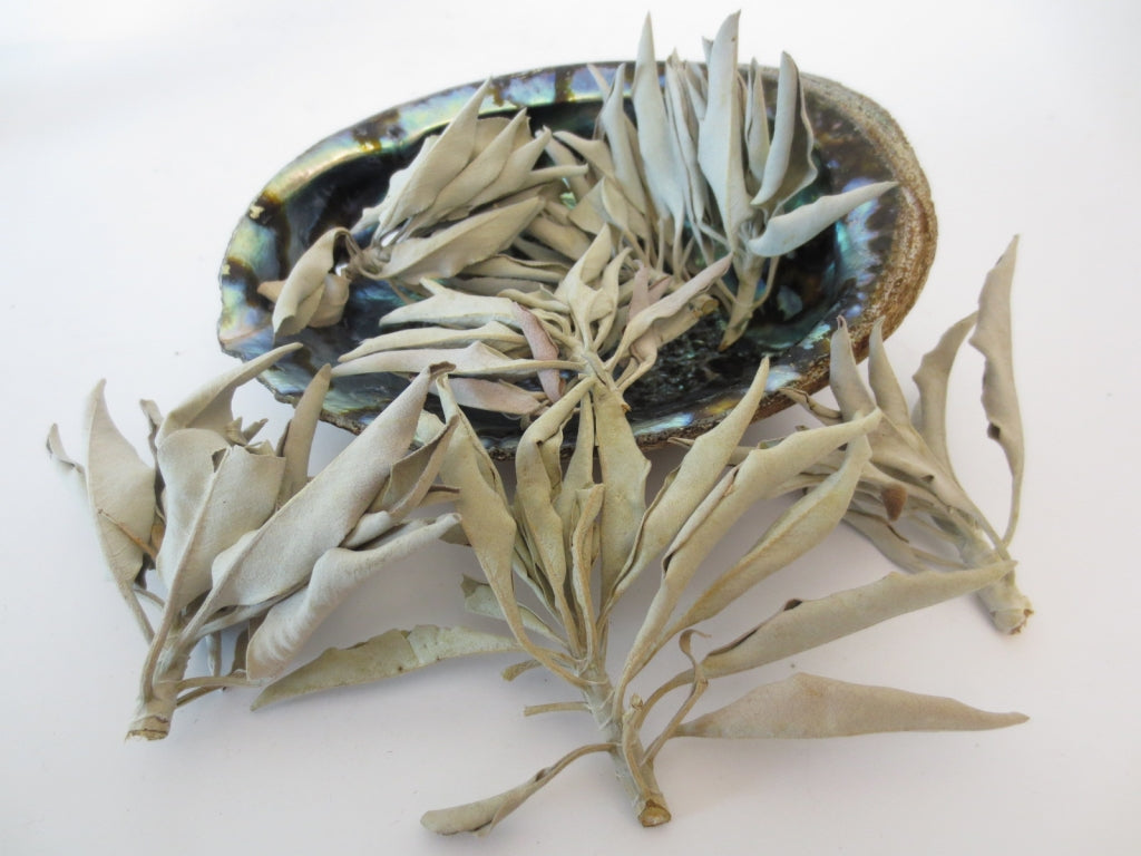Klura große Abalone Ohrmuschel mit natürlicher Außenseite