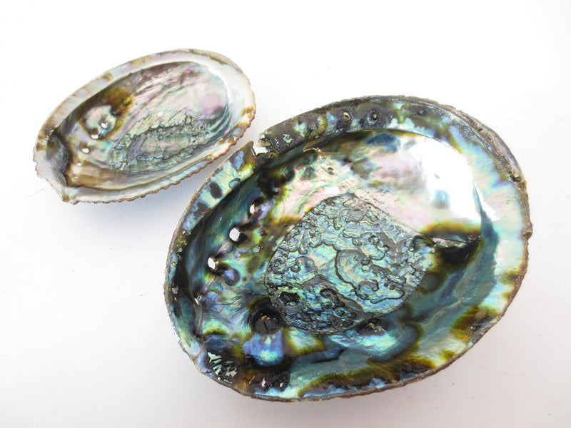 Klura mittelgroße Abalone Ohrmuschel mit schimmernder Innenseite