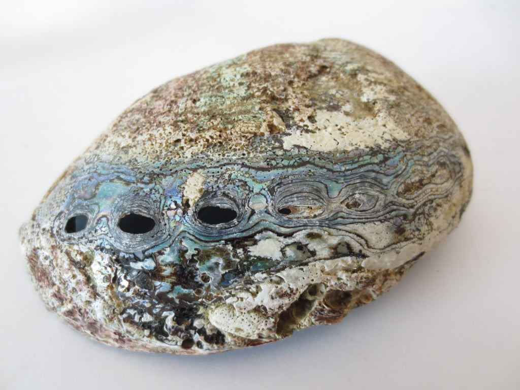Klura große grüne Abalone Ohrmuschel in Seitenansicht