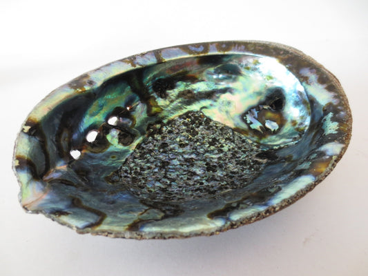 Green abalone ear shell medium