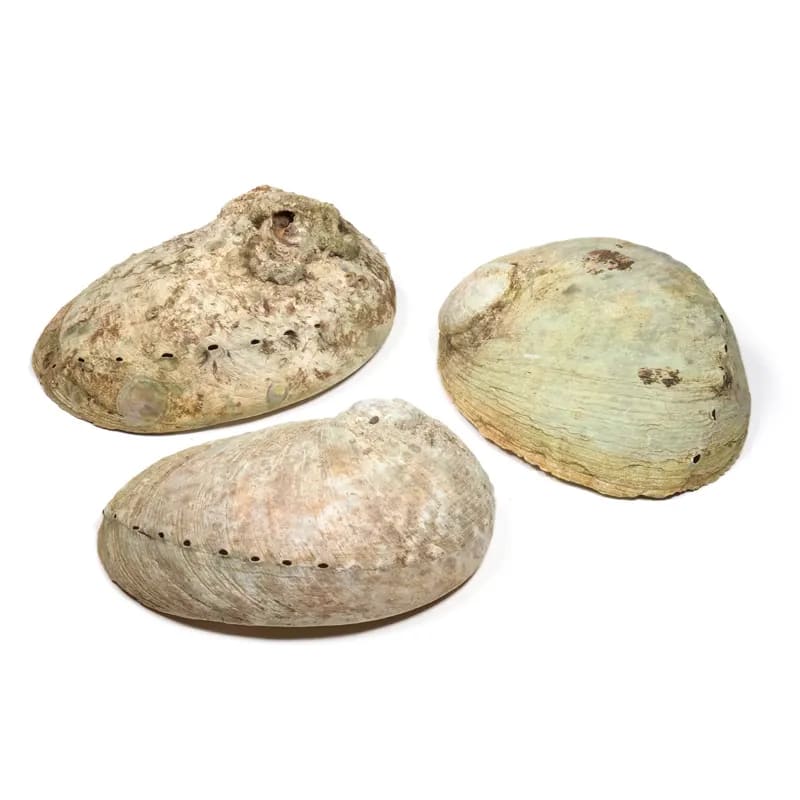 Abalone Smudge Shell Haliotis diversicolor L