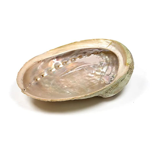 Abalone Smudge Shell Haliotis diversicolor XL