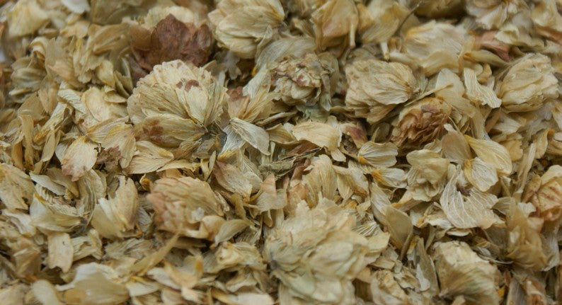 Hopfenblüten (Humulus lupulus) - 100g, Zart-blumiger Duft mit erdigen Noten
