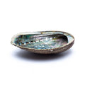 Phoenix grüne Abalone Smudge Muschel Haliotis