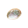Klura kleine Abalone-Muschel mit natürlichem Gewinde