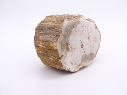 Klura großer Anschliff aus versteinertem Holz
