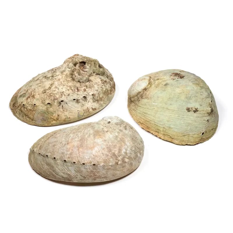 Abalone Muschel Haliotis diversicolor M für Räucherzeremonien