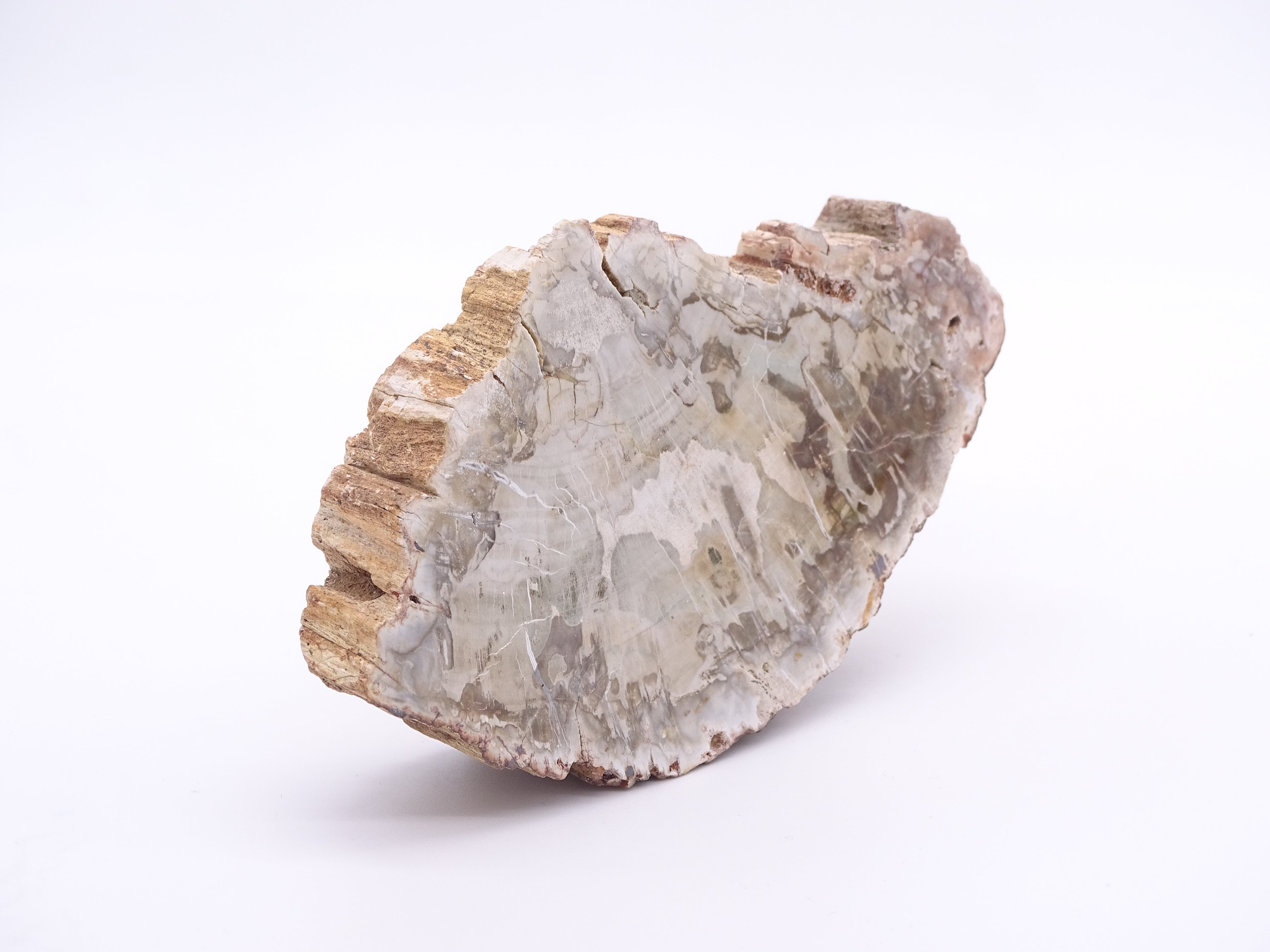 Klura kleiner Anschliff aus versteinertem Holz