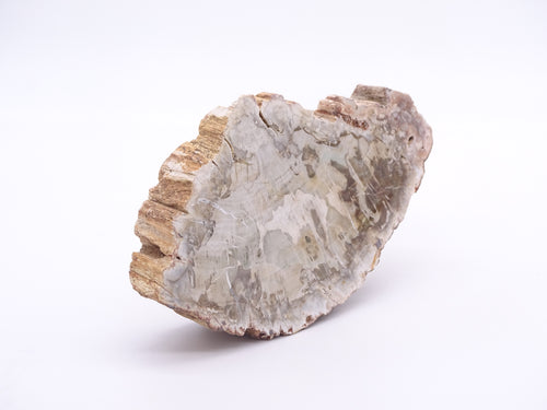 Klura kleiner Anschliff aus versteinertem Holz