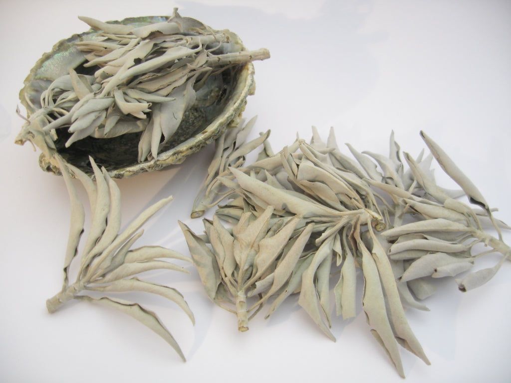 Kalifornischer Premium Weißer Salbei (Salvia Apiana) - 100 gr. – Klura