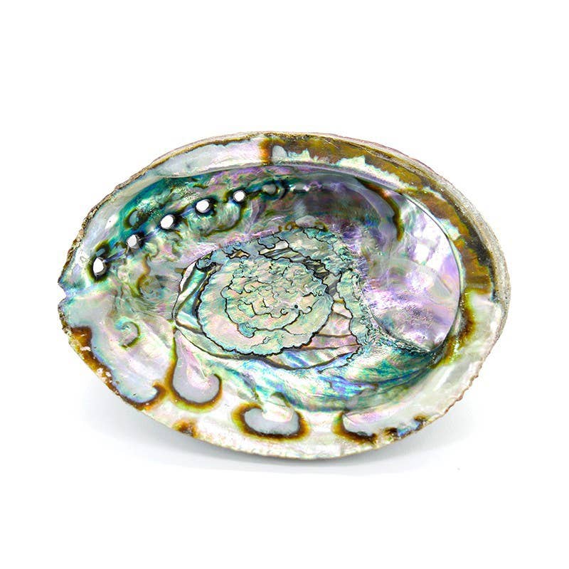 Klura große Abalone-Muschel mit schimmernder Innenseite