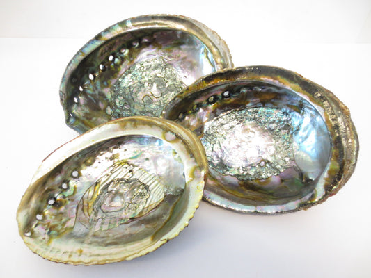Green Abalone Ear Shell Set of 3 