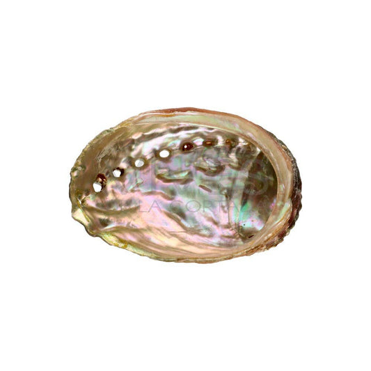 Large threaded abalone shell